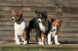 BASENJI 167